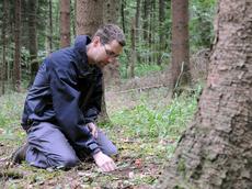 Christoph Grünig gräbt Feinwurzeln von Fichten aus, in denen die neu beschriebenen Pilze leben. (Bild: P. Rüegg)