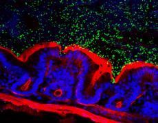 Salmonellen im Mausdarm: Die Bakterien sind grün, die Zellkerne der Mauszellen blau; rot ist der Aktin-Bürstensaum des Dünndarms. (Bildrechte: Bärbel Stecher / ETH Zürich)