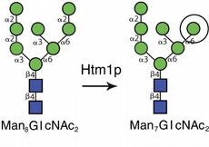 Enstehung eines «süssen» Abbausignals: Das Htm1 Protein schneidet ein Mannose-Rest (grün) von einem Mehrfachzucker ab. Dabei entsteht ein neuer, endständiger Zucker (eingerahmt), der vom Yo9 Protein erkannt wird.