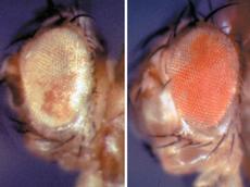 Die beiden Bilder zeigen die Augen zweier genetisch identischer Fliegen. Die unterschiedliche Augenfarbe wird durch epigenetische Faktoren festgelegt. (Bild: Renato Paro/ETH Zürich)
