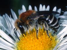 A colletes bee gathering pollen from a fleabane, a member of the aster family. (photo: Andreas Müller / Applied Entomology ETH Zürich)
