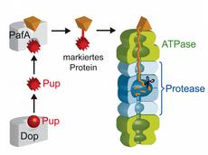 The figure shows how proteins are prepared for their degradation in a tuberculosis bacterium (Image: Wolfgang Kress & Frank Striebel / ETH Zurich)