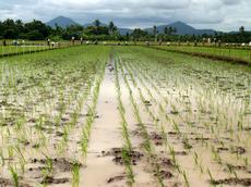 94 Prozent der weltweiten Reisproduktion wird in Entwicklungs- und Schwellenländern verzehrt. Mit dem eisenhaltigen Reis könnten viele Mangelerkrankungen bekämpft werden. (Bild: flickr).