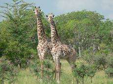Giraffen und andere afrikanische Huftiere kehren nur langsam auf das ehemalige Gelände der Mkwaja Ranch zurück (Bild: J. Sitters / ETH Zürich)