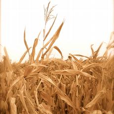 Im US-Bundesstaat Illinois verdorrt wegen der Trockenheit der Mais. (Bild: Flickr / Velo_city)