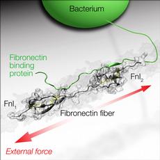 Bacteria can adhere to fibronectin fibres in connective tissues by using their adhesion proteins (green) to bind to certain “recognition sites” in the fibre (FnI1 and FnI2, grey). Computer models show how mechanical stretching of the fibronectin (red arrows) caused by cells leads to a partial detachment of the bacterial protein (illustration not to scale).