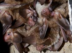 Bechstein’s bats maintain close, long-term relationships within a particular group. (Photo: zVg)