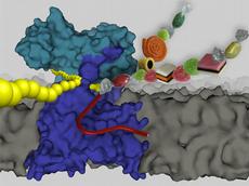 Macht aus einem Eiweiss ein süsses Protein: Das Enzym (blauer Komplex), das in der Membran (grau) sitzt, bindet verschiedene Zucker an das Protein, das aus Aminosäuren (gelbe Kugeln) zusammengesetzt ist. (Bild: Sabina Gerber, ETH Zürich)