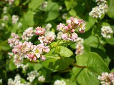 Buckwheat: one of the crops that have all but been forgotten in Europe. (photo: Alupus)