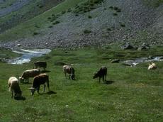 Auch beim Wiederkäuen geben Rinder und Kühe Methangas ab. (Bild: Albert Krebs / ETH Zürich)