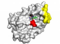 Darstellung des Interferon-Moleküls (gross) und des neu entdeckten Hemmstoffs, der daran bindet. (Bild: Tim Geppert / ETH Zürich)