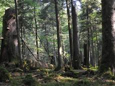 Diese Bäume wachsen besonders schnell: Das diverse Waldreservat Leihubelwald im Kanton Obwalden (Bild: Peter Brang / WSL).