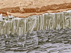 Genialer Aufbau: Der Querschnitt durch die Schale einer Meerohr-Muschel (Haliotis sp.) zeigt die einmalige dreidimensionale Architektur dieses Kompositmaterials. (Bild Science Photo Library / keystone)