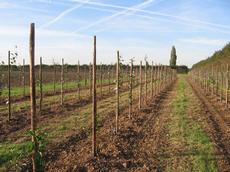Im Oktober 2011 gepflanzte cis-gene Apfelbäume auf einem Versuchsfeld der Universität Wageningen.  (Bild: Cesare Gessler / ETH Zürich)