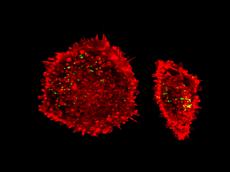 Mit einer neuentwickelten Methode konnten ETH-Forschende wichtige menschliche Zelloberflächenmoleküle identifizieren, an die das Vaccinia-Virus bei der Infektion bindet. Im Bild: mehrere Vaccinia-Viren (grün) bei der Infektion von zwei menschlichen Zellen (rot; mikroskopische Aufnahme). (Bild: Jason Mercer / ETH Zürich)