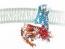 Darstellung eines G-Protein-gekoppelten Rezeptors (blau), an den sich ein Hormon (gelb) angelagert hat. Auf der Innenseite der Membran (graue Doppelkopfreihe) dockt das G-Protein, bestehend aus drei verschiedenen Untereinheiten, an. (Illustration: www.nobelprize.org)