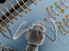 Die auf dem supraleitenden Chip abgebildete Ameise veranschaulicht die Grössenverhältnisse der erstmals an der ETH Zürich zur Teleportation verwendeten makroskopischen elektrischen Schaltungen. (Bild: Jonas Mlynek / ETH Zürich)