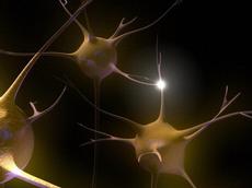 Neurons communicate through neurotransmitters like dopamine and acetylcholine. Such signalling networks are activated during learning processes. (Illustration: Emily Evans, Wellcome Images, flickr.com)