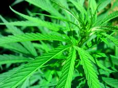 Cannabis ist schon seit langem als Heilpflanze bekannt. Forscher der ETH Zürich und der Universität Bonn haben jetzt eine entzündungshemmde Wirkung in Hanföl nachgewiesen. Bild: RoOobie/flickr