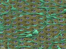 Hühner-Ganglionzellen liegen direkt auf den Sensoren, mit denen die Forscher elektrische Felder messen. (Bild: Bild: K.M. ZMB/UZH, U.F. D-BSSE).