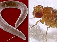 The tape worm C. elegans and the fruit fly Drosophila melanogaster share numerous proteins. (Pictures: flickr)