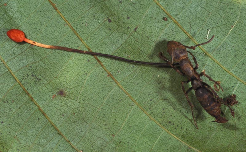Ameise aus Costa Rica mit Cordyceps. (Foto: Reinhard Berndt)