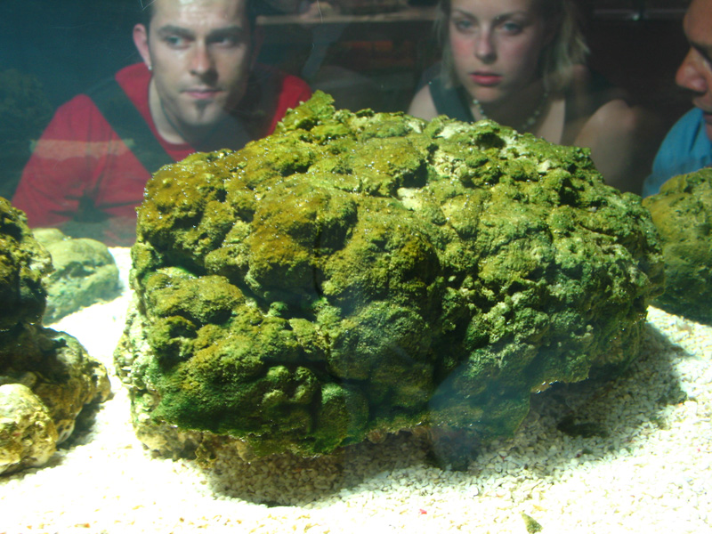 Aquarium mit Stromatolithen. (Bild: ETH Zürich)