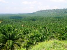 Palmölplantagen, wie hier in Malaysia, sind lukrativ und verdrängen den Regenwald. Der Handel mit REDD-Krediten für CO2-Kompensationen könnte Abhilfe schaffen (Bild: L. P. Koh)