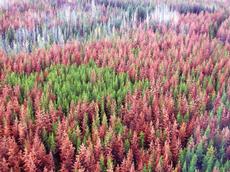 In British Columbia, Kanada, zerstörte der Bergkiefernkäfer grosse Waldflächen. Rotbraune Bäume sind von dieser Borkenkäfer-Art befallen. (Bild: D&J Huber, flickr)