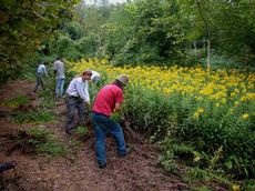 Zivildienstleistende befreien in einem Naturschutzgebiet eine Fläche von Spätblühenden Goldruten. (Bild: Marco Sacchi/Naturnetz)
