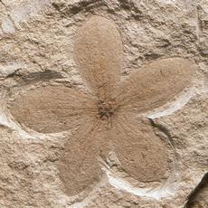Die versteinerte Blüte von Porana macrantha ist ein Exemplar der im Öhninger Steinbruch am Bodensee gefundenen Fossilien. Sie gehört zu den 1850 Pflanzenarten, die der «Schweizer Darwin» erstmals in seinen Werken beschrieben hat. (Bild: ETH Zürich)