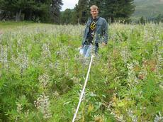 ETH-Zurich PhD student Tim Seipel investigates why the lupine was able to completely overrun a meadow above Davos (photo: K. Seipel).