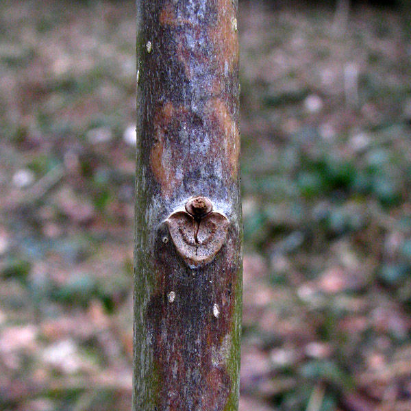 Eschentrieb mit Pilzschaden: Der Pilz dringt dort ins Mark ein, wo ein Blatt ansetzt. (Bild: V. Queloz / ETH Zürich)
