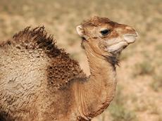 Der Magen junger Kamele enthält ein Enzym, das sich zur Käseproduktion eignet. (Bild: Rosino / flickr)