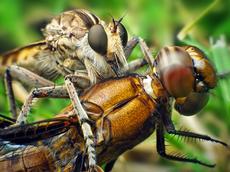 Ohne Taxonomie wären diese Insekten namenlose Lebewesen: Die Raubfliege Triorla interrupta hat die Libelle Plathemis lydia erbeutet. (Foto: Thomas Shahan, flickr)