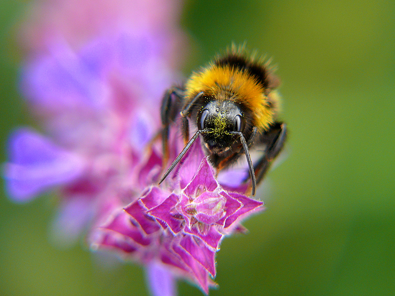 Hummeln können sich auch beim Blütenbesuch mit dem Darmparasiten infizieren (Bild: flickr.com)