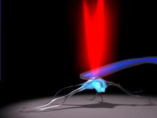 Mit einer Mikronadel (blau), die über den Laser (rot) eines Rasterkraftmikroskops gesteuert wird, können einzelne Zellen (türkis) angesaugt und verschoben werden.  (Bild: ZVg)