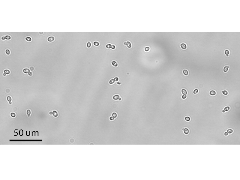 Mit Hilfe des Mikro-Saugnapfs haben die Forscher mit lebenden Hefezellen von circa 5 Mikrometer Durchmesser «ETH» auf einen Mikroskop-Objektträger geschrieben. (Bild: ZVg)