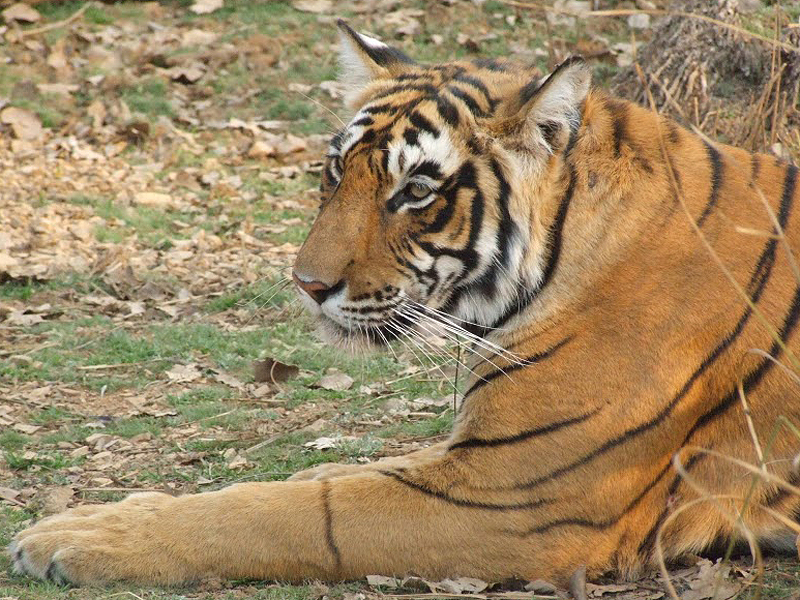 Tiger in Indien: Schutz dank indirekten Zahlungen? (Bild Astrid Zabel, ETH Zürich)