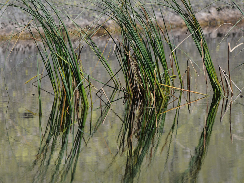 Die Schnabelsegge «Carex rostrata» in einem Moorsee.