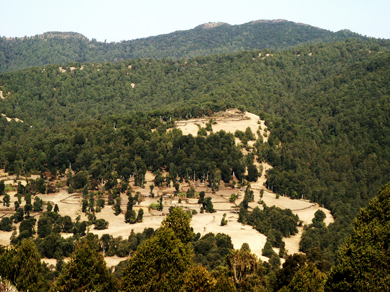 Ein von der Waldnutzergruppe «Shushi Shifa» bewirtschaftetes Territorium im Bale-Wald. (Bild: Devesh Rustagi)