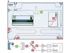 Schematic illustration of the microchip produced in the ETH Zurich FIRST cleanroom, showing the photon source in the upper half and the beam splitter in the lower half. (Image: ETH Zurich)