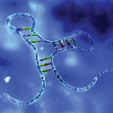 MicroRNA, hier stilisiert abgebildet, gelten als wichtige Regulatoren zahlreicher Zell- und Körperfunktionen. (Bild: www.dddmag.com)