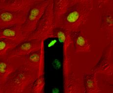Diese menschlichen Zellen (rot) am Boden einer Petrischale sind fast nur anhand der grün gefärbten DNA in ihren Zellkernen zu erkennen. Die Spitze der Siliziumfeder (dunkel) ist oberhalb einer Zelle positioniert, die sich bereits zur Teilung abgerundet hat. Deren kondensierte DNA erscheint als grüner Balken. (Bild: zVg D. Müller/ ETH Zürich)
