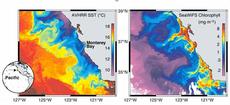 Satellitenbild von der Küste Kaliforniens mit Oberflächentemperatur des Meeres (links), und Chlorophyll-a Konzentration (rechts).
Das durch die biologische Produktivität verursachte Chlorophyll-a wird in Falschfarben dargestellt (violett entspricht tiefen Konzentrationen, gelb bis rot hohen Konzentrationen). Die weissen Flecken über dem Ozean sind Wolken. Das Bild entstand Mitte August, in der Zeit, in welcher der Auftrieb seine maximale Stärke hat. (Quelle: MBARI http://www.mbari.org/)