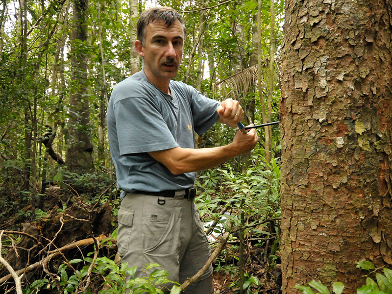 Martin Bauert vom Zoo Zürich entnimmt einem Baum eine Holzprobe, um daraus DNS zu extrahieren. (Bild: Zoo Zürich, Martin Bauert)