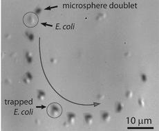 Eine rotierende Mikro-Dublette saugt ein E.coli Bakterium an (o.l.), hält dieses fest und führt es kontrolliert auf einer bestimmten Bahn (Pfeil), ehe der Strudel ausgeschaltet wird und das Mikrolebewesen freikommt (r. Mitte). (Bild: Brad Nelson, IRIS / ETH Zürich)