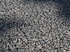 Millionen von toten Sardinen am Redondo Beach, Kalifornien: Die Fische sind in sauerstoffarmem Wasser erstickt. (Bild: Seadigs/flickr.com)