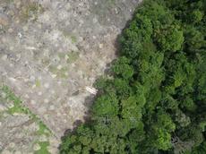 Luftaufklärung mit selbstgebauter Drohne: Der Regenwald muss Plantagenflächen weichen. (alle Bilder: zVg Lian Pin Koh, ETH Zürich)