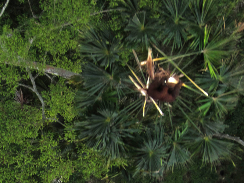 Forscherglück: Die Drohne fotografierte einen Orang Utan bei der Nahrungssuche in einer Palme.